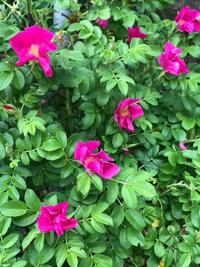 Holmsjö Stenhaella Bed&Breakfast מראה חיצוני תמונה